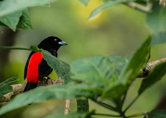 Lucky Bug Bed & Breakfast Nuevo Arenal
