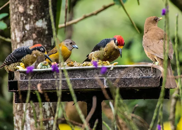 Lucky Bug Bed & Breakfast Nuevo Arenal